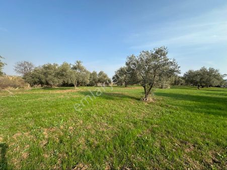 Kemalpaşa Halilbeyli'de Tarımsal Sanayi İmarlı