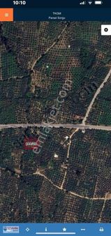 Re/max Şehir'den Orhangazi Çakırlı'da Satılık Zeytinlik