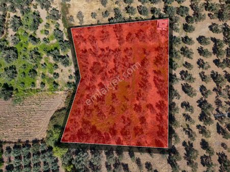 Era Söz Gayrimenkulden Balıkesir Havran’da Satılık Zeytinlik