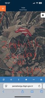 Denizli Tekkeköy’de 14 Dönüm İçinde Sondaj Suyu Olan Satılık Zeytinlik