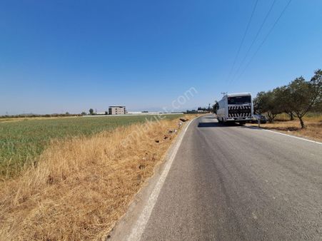 İzmir Torbalı Gold Emlaktan Satılık Kıymetli Zeytinli Tarla