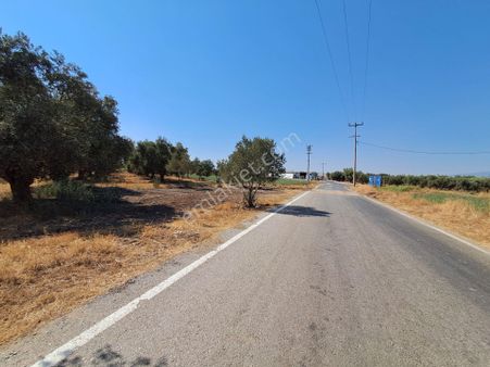 İzmir Torbalı Gold Emlaktan Satılık Harika Zeytinli Tarla