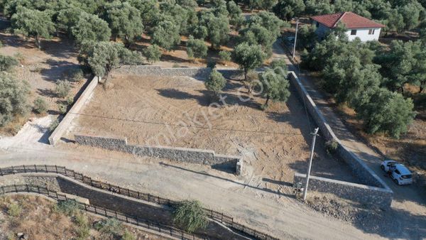 Rota'dan Zeytinalanı'nda Tek Tapu 1244m² Taş Duvarlı Zeytinlik