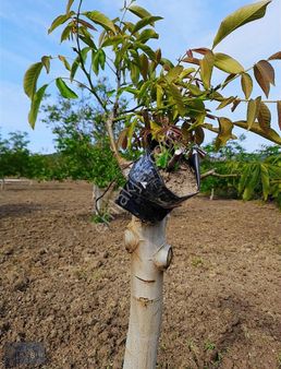 Kerim'den Ayvacık Küçükhusun Köyü 5537 M2 Cevizlik Satılıktır