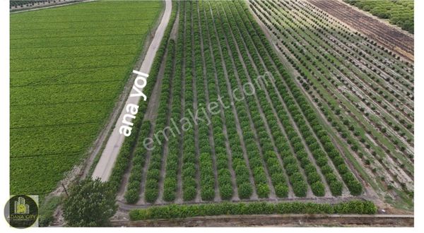 Yüreğir Eğriağaç Ana Yol Üzeri 99 Dönüm Bahçe Ve Tarla Satılık
