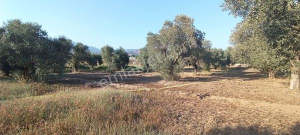 Aydın / Atça Satılık Arazi