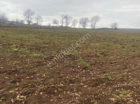 Murat Türkmen'den Samsun_vezirköprü'de Satılık Sadece_iki_ortaklı 850-m2-tarla