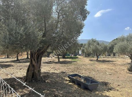 Pek Emlaktan Tireye 1 Km 3+1 Dubleks Ev Ve Hayan Bakım Yerleri