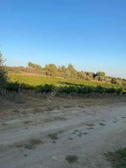 İbrişim Köyünde Bulunan Üzüm Bagımız Satılıktır