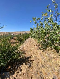 Cennet Gyodan Şahinbey Gülpınar'da Satlık 3717m^ Bağevlik Fırsat