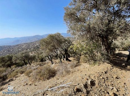 Bayındır Yusuflu Mah 414 M2 Müstakil Parsel Satılık Zeytinlik