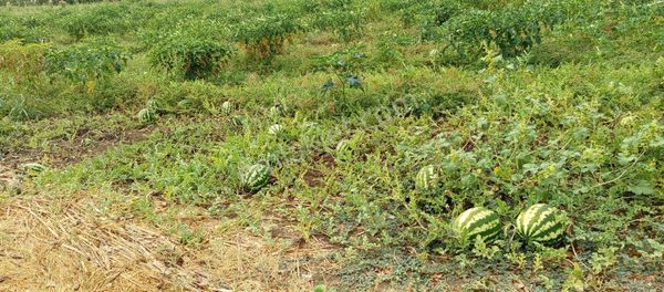 Bursa Nilüfer Çaylı Mahallesi Satılık 3.000 Mt2 Tarla