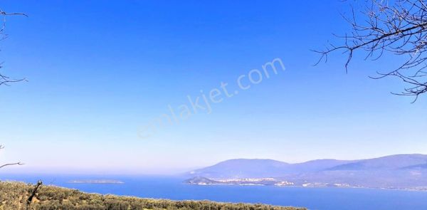 Balıkesir Bandırma Edincik Mah. 5674 M2 Satılık Zeytinlik Deniz Manzaralı