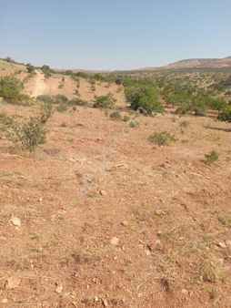 Kocatepe Mh De Satılık Fıstık Zeytin Gateme 20 Km