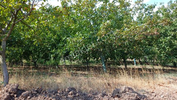 Kocaeli Karamürsel Akçat %5 İmarlı 2.777 M2 Satılık Ceviz Bahçesi