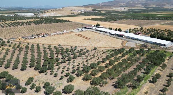 Kayalıoğlu 1.200m2 Yolu Mevcut Satılık Zeytinlik&hobi Bahçesi