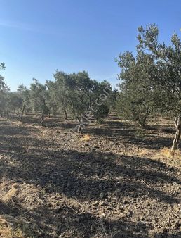 Emrah Emlaktan Gelenbe Mah Satılık Zeytinli Tarla