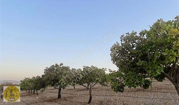 Realite Tapu Celal İkbalden Emsalsiz Bağ Bahçe