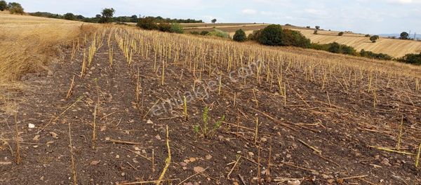 Bursa Karacabey İkizce Mahallesi Satılık 6.700 Mt Tarla