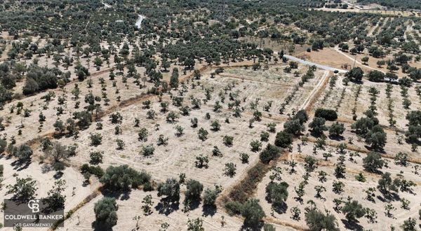 Aydın Germencik Ömerbeyli'de Satılık İncir Bahçesi