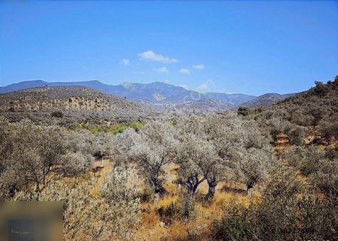 Torbalı Karakızlar Da Tek Tapu 9500 M2 Zeytinlik Emsalsiz Fiyata