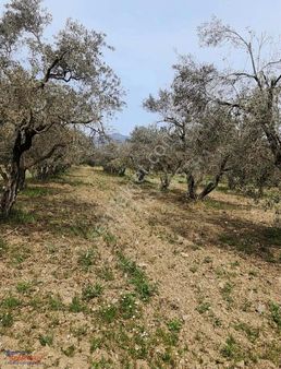Doğa İçinde Huzurlu Konumda Bayındır Çiftçi Gediği Satılık Bağ