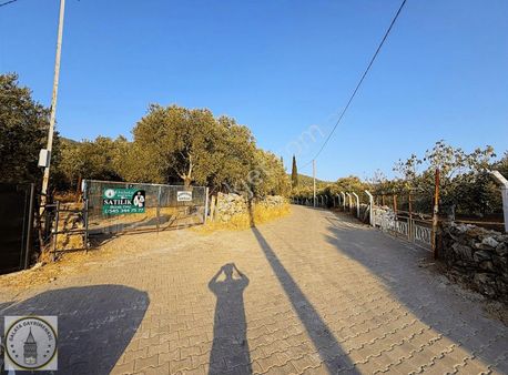 Galata ;dan Söke Yamaç Mah De 22.040 M² İçersinde Ev Zeytinlik