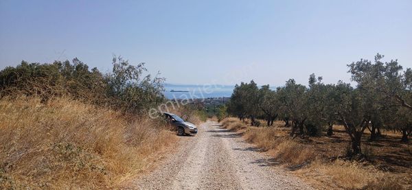 Eriklice Mh Yatırımlık Resmi Yolu Olya 2500m2 Deniz Manzaralı Zeytinlik