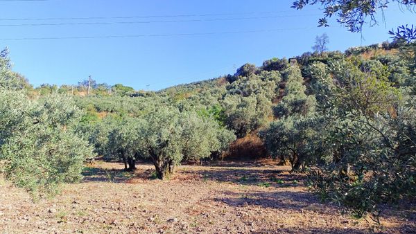 Gençali De 1420m2. Evlerin Yanında Deniz Manzaralı Zeytinlik