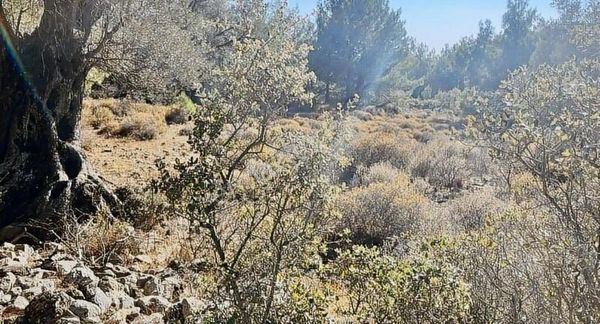 Startkey Pelit Gayrimenkul'den Sındı'da Yatırımlık Tarla