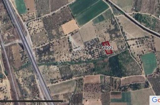 Manisa Şehzadeler Karaoğlanlı Mah. Satılık Zeytinlik