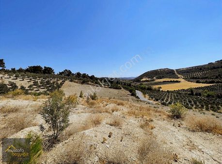 Mustafa Başyiğit Emlak'tan Kırkağaç'ta 14 Dönüm Zeytinlik