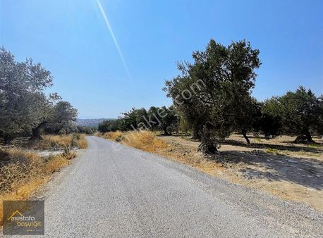 Mustafa Başyiğit Emlak'tan Yola Sıfır 2 Dönüm Zeytinlik