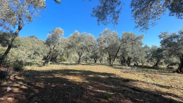 Muğla Milas Pınarcıkta Anayola Yakın Satılık Zeytinlik