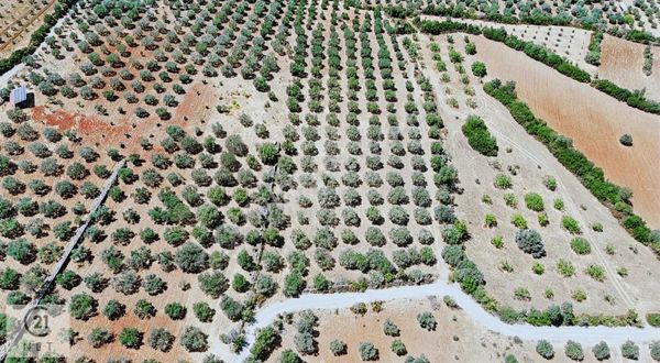 Century 21 Net'ten Aydın Karacasu'da 6200 M2 Zeytinlik