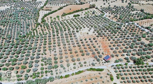 Century 21 Net'ten Aydın Karacasu'da 5800 M2 Zeytinlik