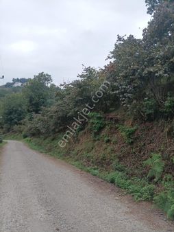 Genç Evim / Beyli / Ev Yapımına Uygun Bahçe