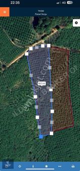 Ferit Kutluay'dan Karasu Da 9 Dönüm Satılık Fındıklık