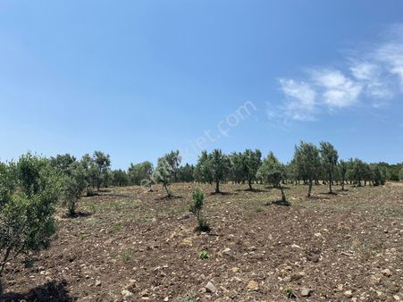 Kırkağaçta Satılık Verimli Zeytinlik