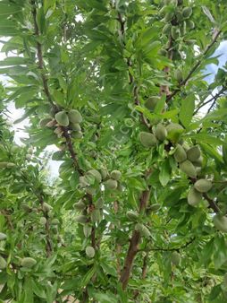 41 Dekar 1.850 Ağaçlık Marinada Ve Makako Badem Bahçesi