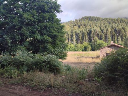 Abant'a Yakın Dereceören'de Doğayla İç İçe Satılık Tarla