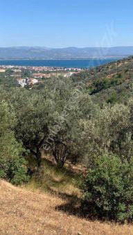 Golden Globy, Edremit-çamlıbel'de​ İmara Yakın Satılık 16,5 Dönüm Zeytinlik