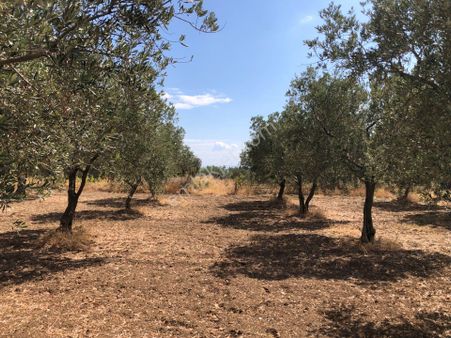 Şarköyde Işık Emlaktan Camikebir Mah De 2600 M2 Zeytinlik