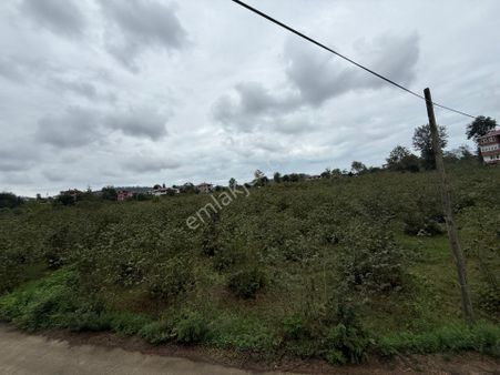Trabzon Ortahisar Kutlugün De Satılık Fırsat Arsa...