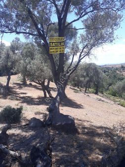 Seferihisar Yeni Orhanlı Yakınında 4dönüm Zeytinlik