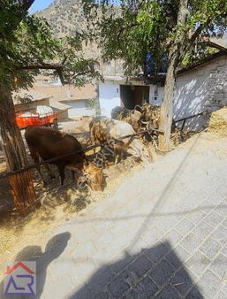 Ada Royal Den 2+1 Müstakil Bahçeli Köy İçi Ev