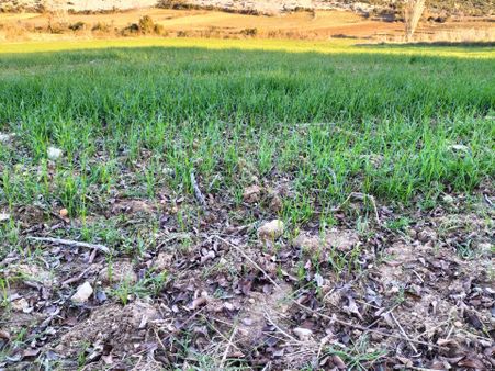 Adana Karaisalı Satılık 2.651m² Tarla Aşağıbelemedik Köyü