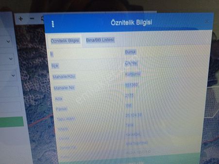 Gemlik Kurşunlu Köyü 25 Dönüm Zeytinlik Adres Den