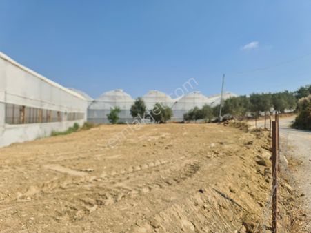 Tek Kişiye Ait Mustakil Yolu Suyu Alt Yapısı Hazır 650 Dönümdenize 1.5 Km Önü Hazine Olan Arazi