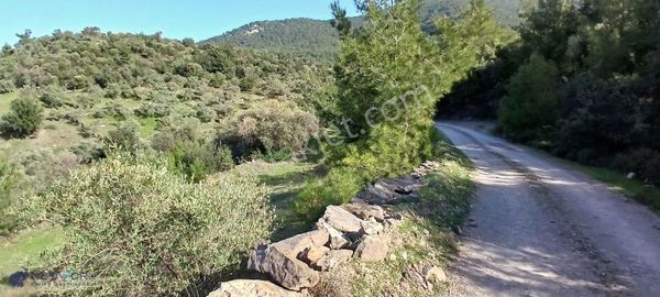 Milas Hasanlar 28245 M2 Yatırım Yaşam Ve Gelir Bir Arada!